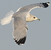 2cy Common Gull (77401 bytes)